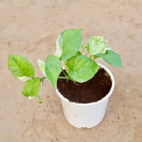 pothos golden